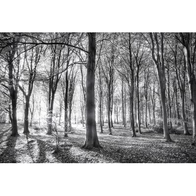 Fototapete PAPERMOON "Wald Schwarz & Weiß", schwarz (schwarz, weiß), B:3,5m L:2,6m, Vlies, Tapeten