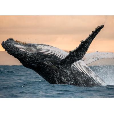 Papermoon "Humpback Whale" glatt