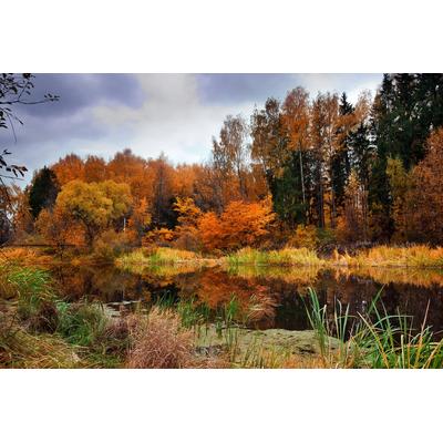 Fototapete PAPERMOON "Fluss am Wald", bunt, B:2,5m L:1,86m, Vlies, Tapeten
