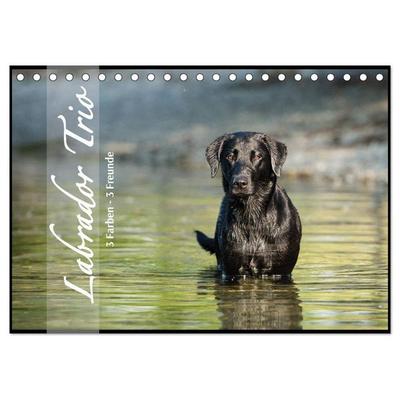 Labrador Trio - 3 Farben, 3 Freunde (Tischkalender 2026 DIN A5 quer), CALVENDO Monatskalender