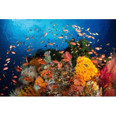 Fototapete PAPERMOON "UNTERWASSER-WELT-FISCHE KORALLE SEE MEER TIERE OZEAN", bunt, B:4,5m L:2,8m, Vlies, Tapeten