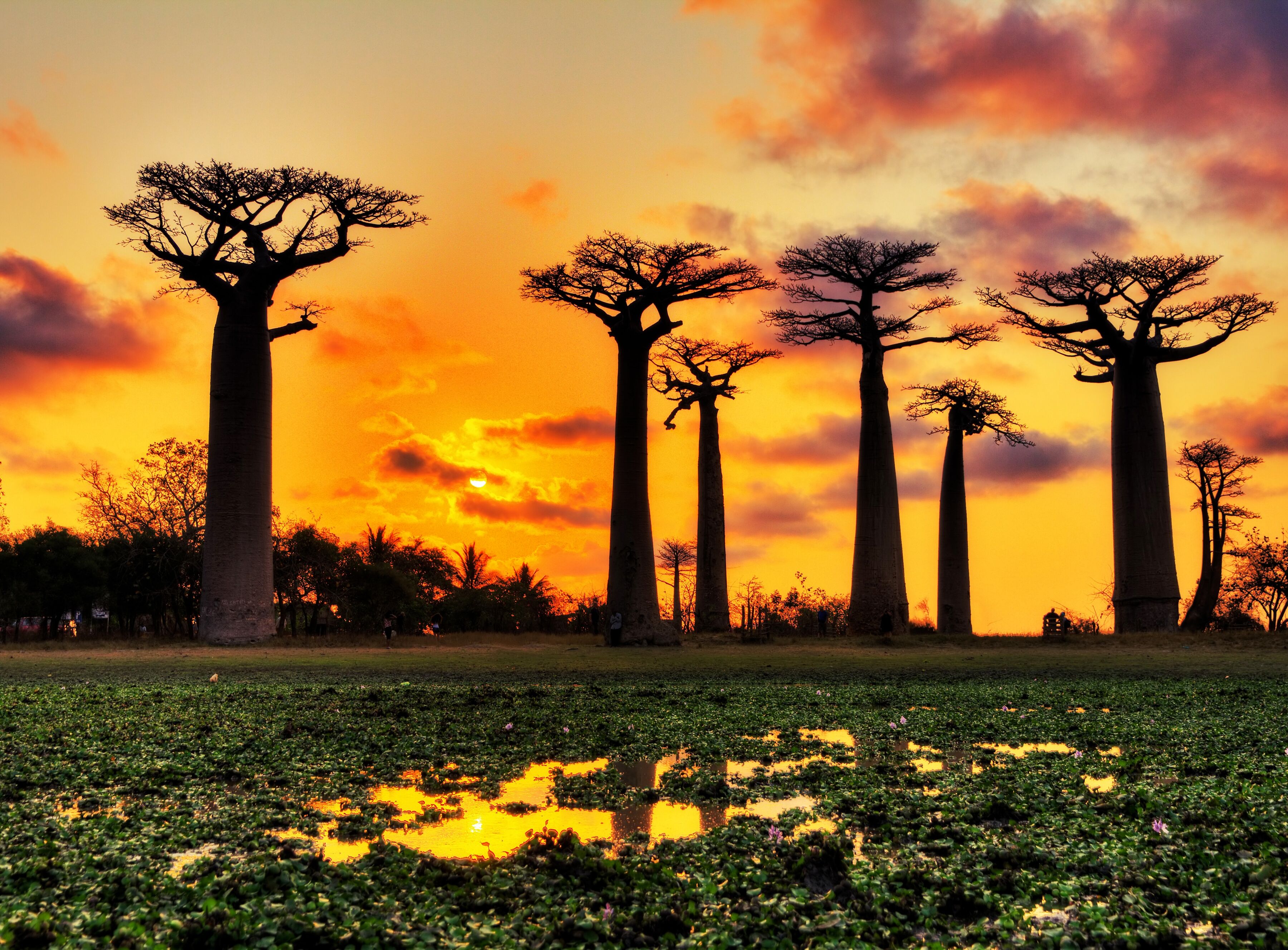 Fototapete PAPERMOON "Baobabs Trees African Sunset", bunt, B:3m L:2,23m, Vlies, Tapeten, Fototapete