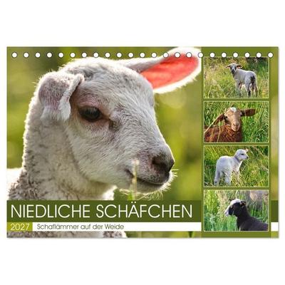 Niedliche Schäfchen (Tischkalender 2027 DIN A5 quer), CALVENDO Monatskalender