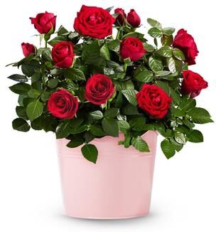From You Flowers Radiant Red Rose Plant