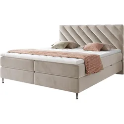 BOXBETT Enzo - H3