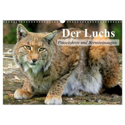 Der Luchs. Pinselohren und Bernsteinaugen (Wandkalender 2027 DIN A3 quer), CALVENDO Monatskalender