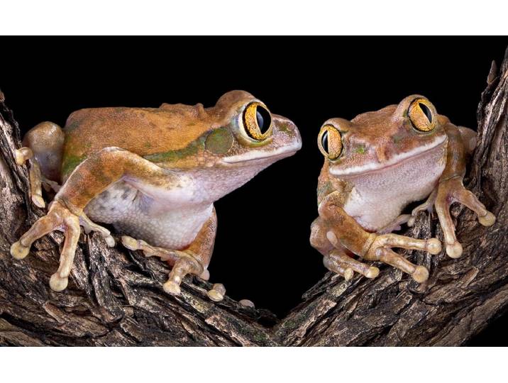 Papermoon Froschliebe mit grossen Augen