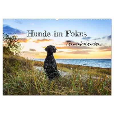 Hunde im Fokus (Wandkalender 2026 DIN A2 quer), CALVENDO Monatskalender