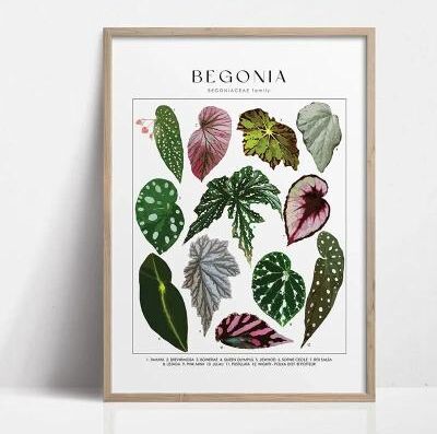 Uplift Picks Botanical Wall Art Plant Canvas Print Green Wall Decor Nature Leaf Poster 25 20x30 Cm