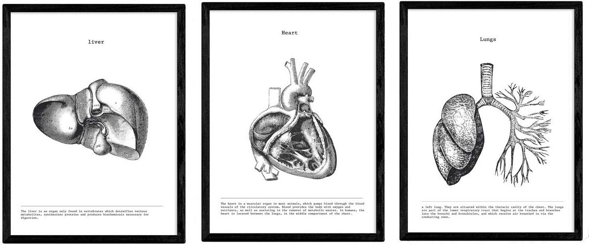 Set van 3 Anatomie Posters Menselijk Lichaam Hart Lever Longen Zwart Wit A3