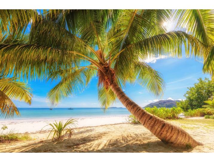 Fototapete PAPERMOON Palme am Strand , bunt, B:2m L:1,49m, Vlies, Tapeten, Fototapete