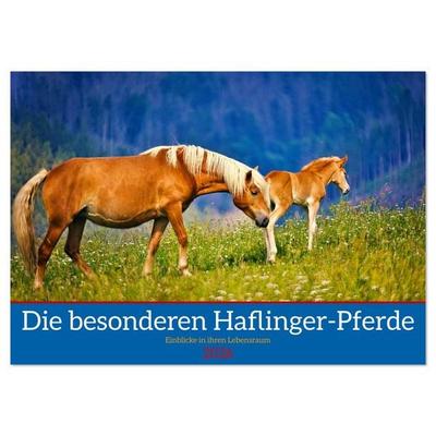 Die besonderen Haflinger-Pferde (Wandkalender 2026 DIN A2 quer), CALVENDO Monatskalender