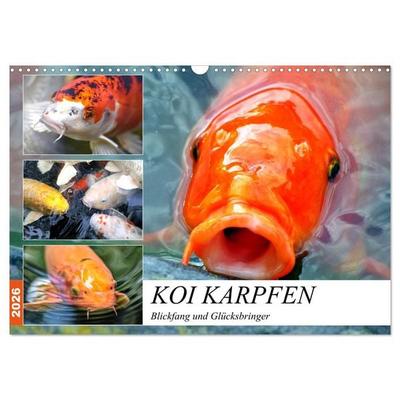 Koi Karpfen. Blickfang und Glücksbringer (Wandkalender 2026 DIN A3 quer), CALVENDO Monatskalender