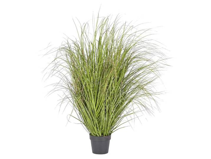 Festuca im Topf Grün h: 142 cm Edg