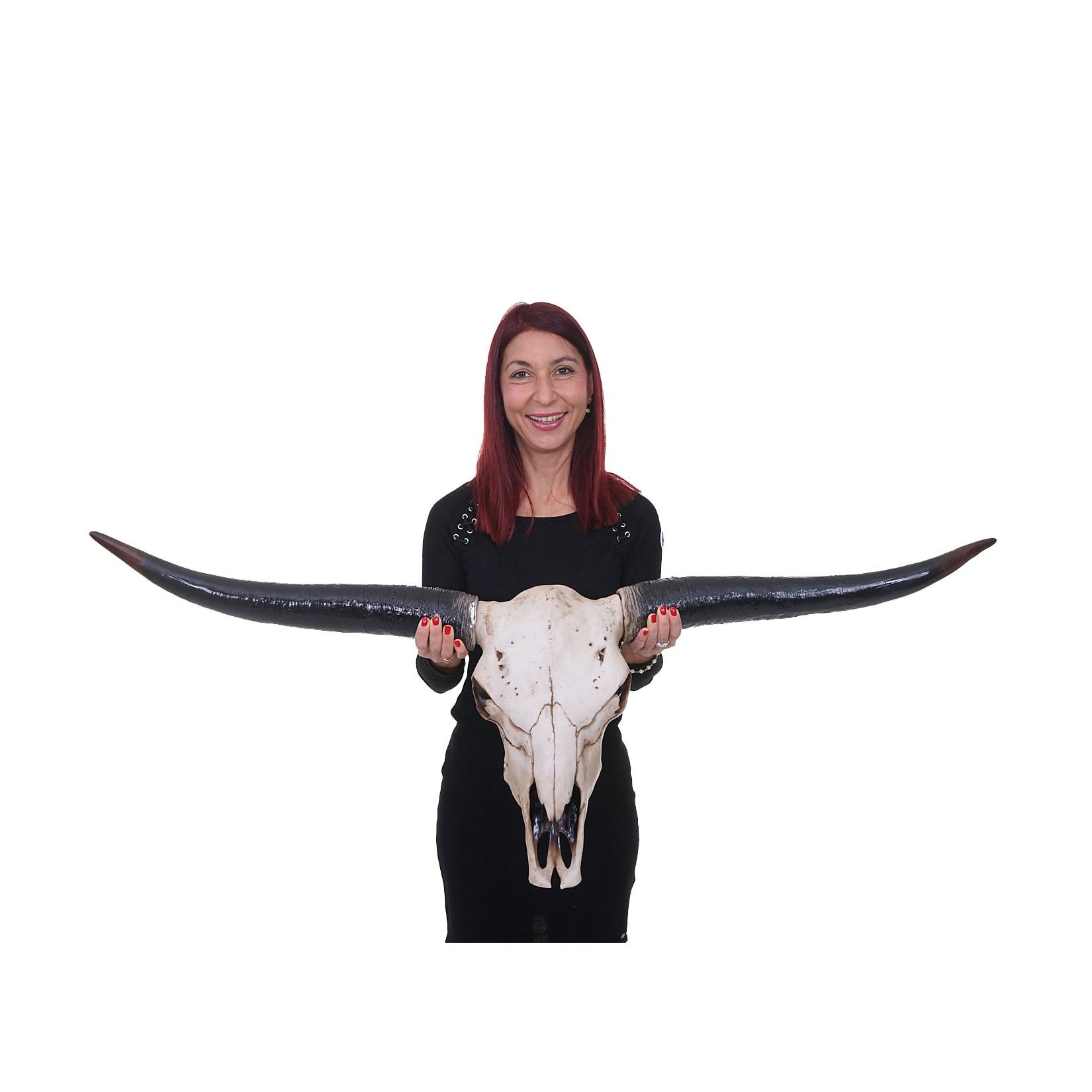 Deko Schädel 132cm MCW-A14, Polyresin Stier Bulle Longhorn Kopf Trophäe, In-/Outdoor ~ naturfarben