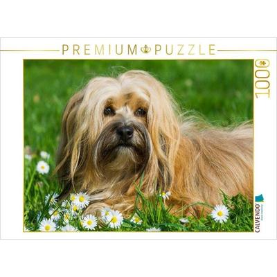CALVENDO Puzzle Havaneser - Porträt einer Hündin | 1000 Teile Lege-Größe 64x48cm Foto-Puzzle für glückliche Stunden