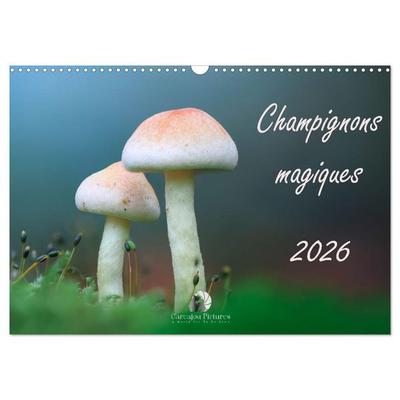 Champignons magiques (Calendrier mural 2026 DIN A3 vertical), CALVENDO calendrier mensuel