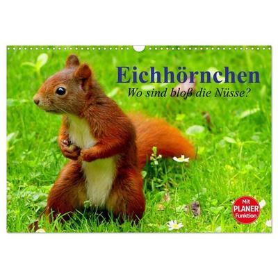 Eichhörnchen. Wo sind bloß die Nüsse? (Wandkalender 2027 DIN A3 quer), CALVENDO Monatskalender