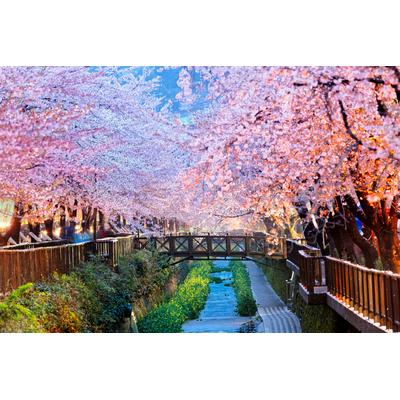 Fototapete PAPERMOON "Cherry Blossoms Busan City", bunt, B:2,5m L:1,86m, Vlies, Tapeten