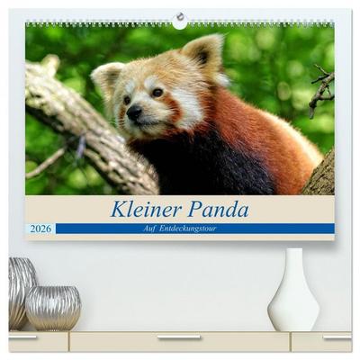 Kleiner Panda auf Entdeckungstour (hochwertiger Premium Wandkalender 2026 DIN A2 quer), Kunstdruck in Hochglanz