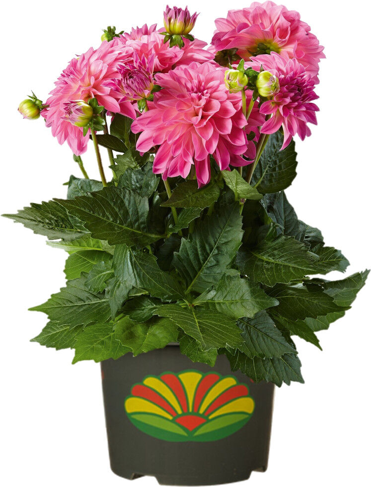 Pflanzen Dahlia Bienenweide in Sorten H 40 cm 5 Liter Container