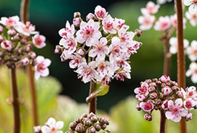 6 x Darmera peltata (peltiphyllum pelt.) in pot van 9 x 9 cm van GRDplanten