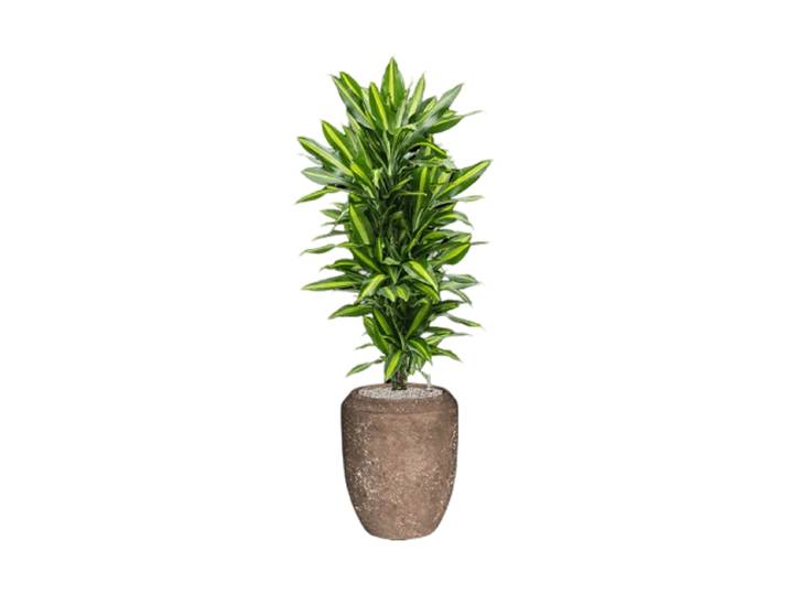 Pflanzen Arrangement „Dracaena fragrans Cintho in Polystone Coated Plain“, Höhe 140-150 cm Baq Design