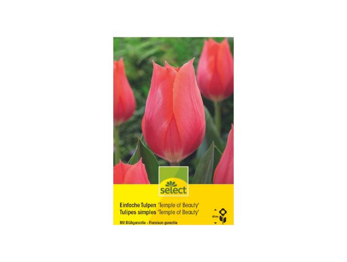 Select Einfache Tulpen Temple of Beauty ' 10 Stück'
