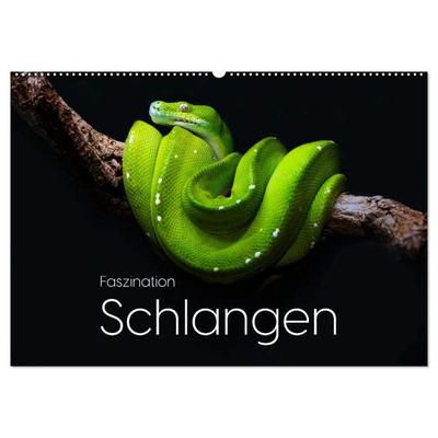 Faszination Schlangen (Wandkalender 2026 DIN A2 quer), CALVENDO Monatskalender