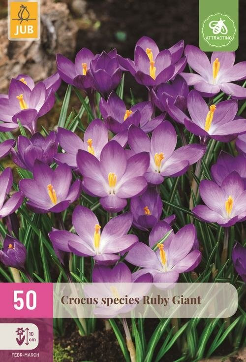 Crocus species Ruby Giant bloembollen - 50 stuks