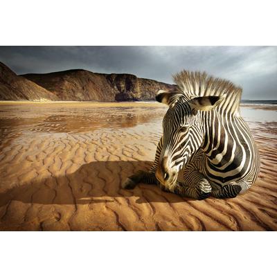 Fototapete PAPERMOON "Strandzebra", bunt, B:5m L:2,8m, Vlies, Tapeten