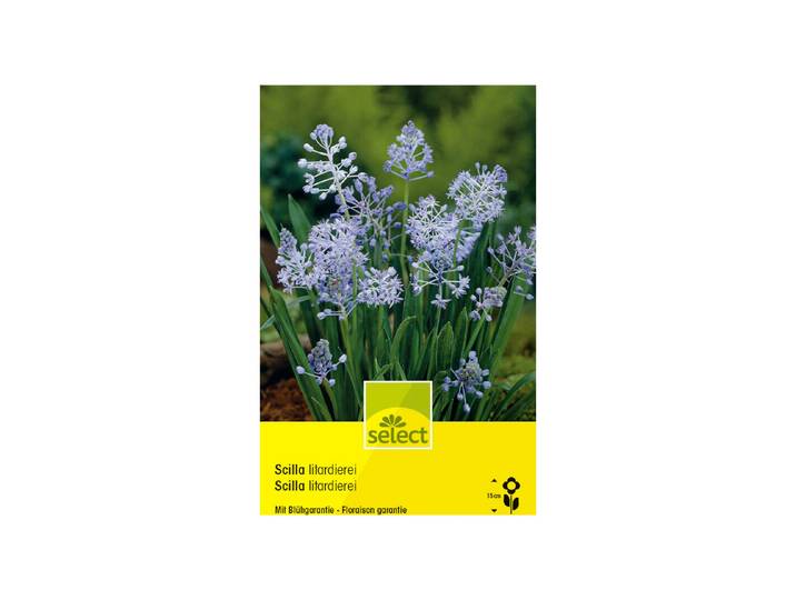 Select Scilla litardirei