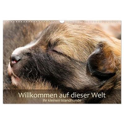 Willkommen auf dieser Welt ihr kleinen Islandhunde (Wandkalender 2027 DIN A3 quer), CALVENDO Monatskalender
