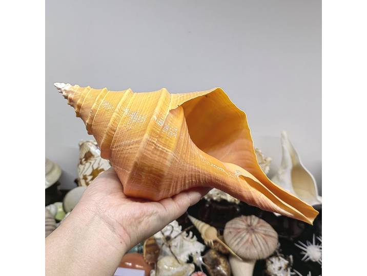 Coquille de conque, pot de fleurs microcosmique en spirale naturelle, décoration d'aquarium, cadeau nautique, décor de plage familial, accessoires de tir, coquillage