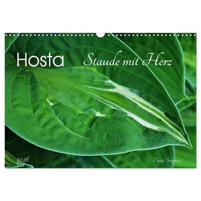 Hosta Staude mit Herz (Wandkalender 2026 DIN A3 quer), CALVENDO Monatskalender