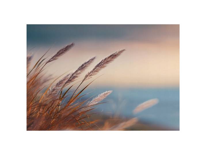 FOTOTAPETE Gras Natur Beige 400x280 cm