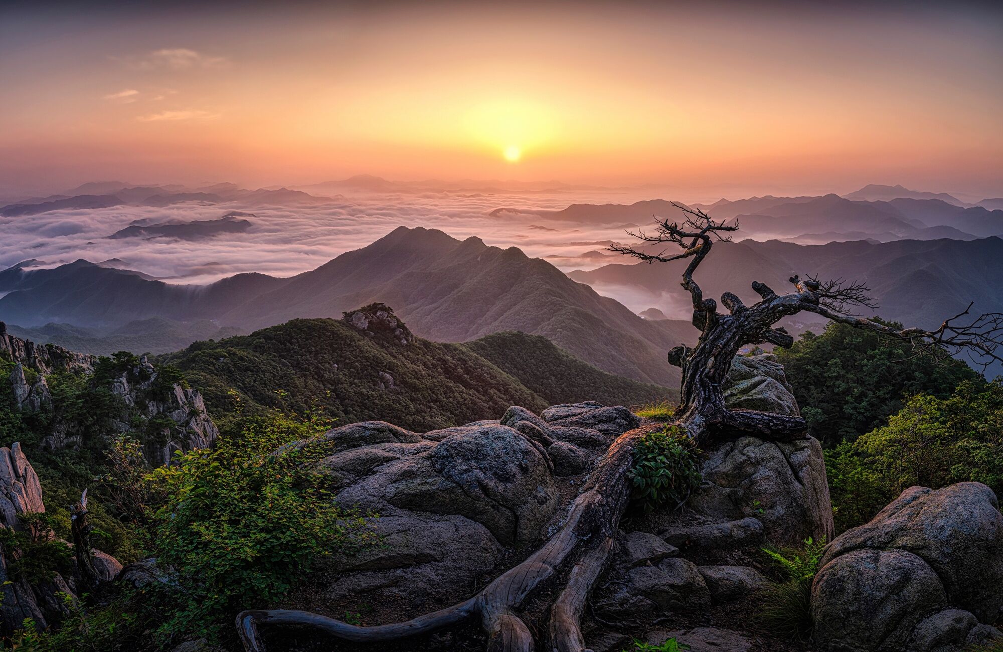 Fototapete PAPERMOON "Photo-Art TIGER SEO, SONNENAUFGANG AUF DER SPITZE", bunt, B:1,5m L:1,11m, Vlies, Tapeten, Fototapete