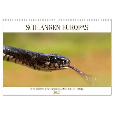 Schlangen Europas (Wandkalender 2026 DIN A3 quer), CALVENDO Monatskalender