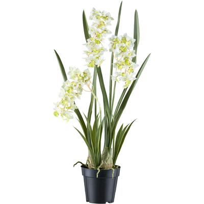Creativ green "Orchidee Cymbidie orientalis" mit zahlreichen real-touch-Blüten