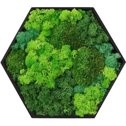 MOOSBILD Hexagon 38x34 cm Mooswand Indoor mit echtem echtem Kugelmoos-Islandmoos-Flachmoos-Mix und Holzrahmen Grün