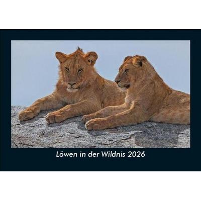 Löwen in der Wildnis 2026 Fotokalender DIN A5