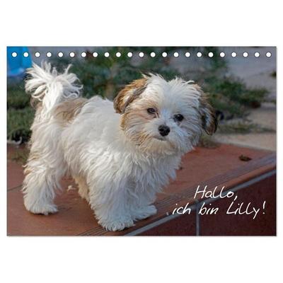 Hallo, ich bin Lilly (Tischkalender 2026 DIN A5 quer), CALVENDO Monatskalender