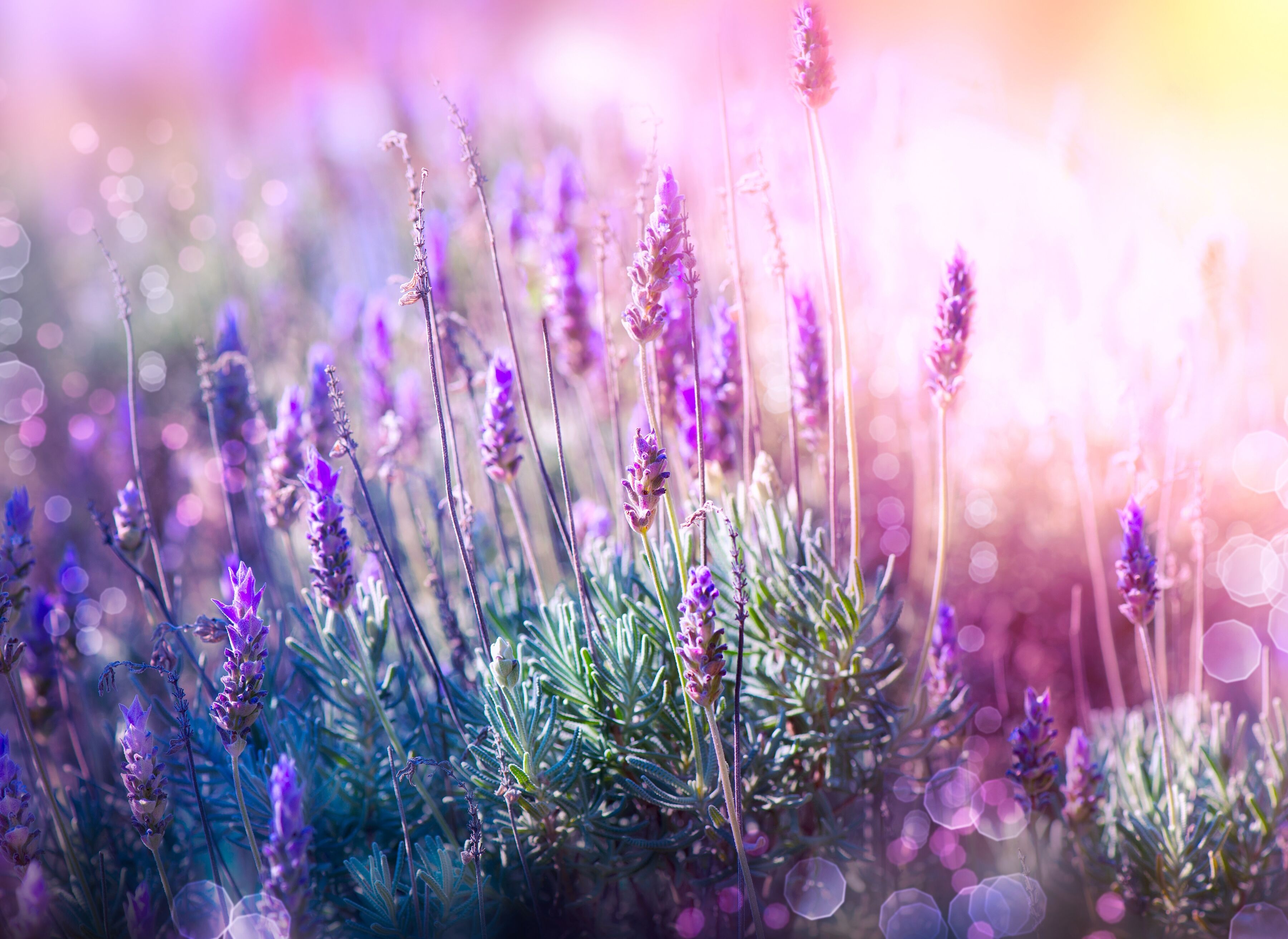 Fototapete PAPERMOON "Lavender Field", bunt, B:2,5m L:1,86m, Vlies, Tapeten, Fototapete bunt B/L: 2,5m x 1,86m, Bahnen: 5 Stk.