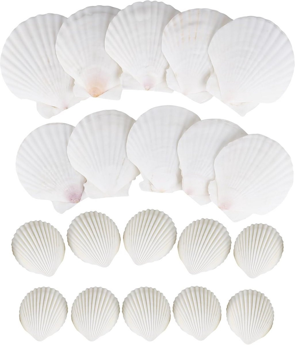 Grote en kleine schelpen set voor knutselen, schilderen en decoratie