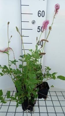 6 x Sanguisorba obtusa Duizendblad, Potmaat: 9 x 9 cm, GRDplanten