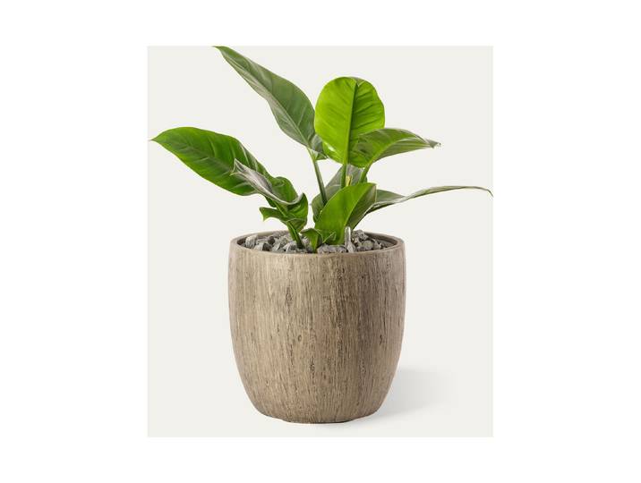 Premium Hydro Philodendron ⌀ 30 cm