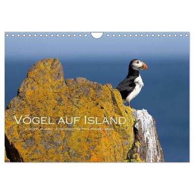 Vögel auf Island (Wandkalender 2027 DIN A4 quer), CALVENDO Monatskalender