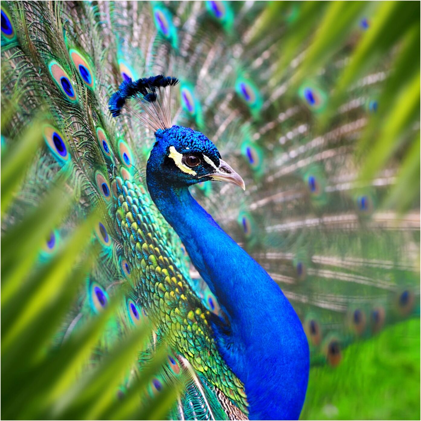 image LAND Eleganter Pfau
