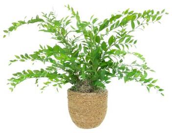 Creative Labs Bayberry Leaf in Strawgrass-Wrapped Pot