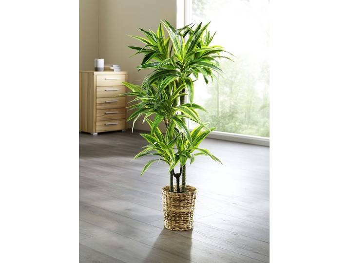 Dracena-Reflexa-Palme, Grün